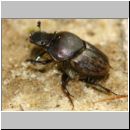 Onthophagus fracticornis oder similis - Dungkaefer 01b 6-7mm - Sandgrube Niedringhaussee.jpg